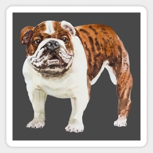 english bulldog Magnet